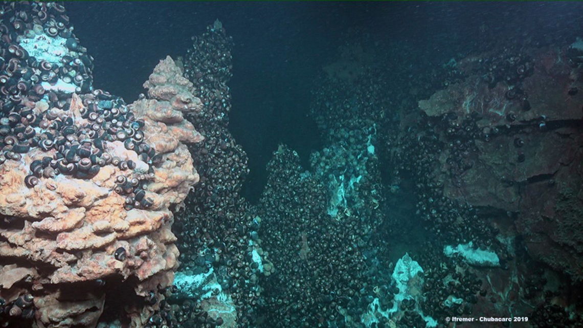  Dives on the sites Solwara 1 and North Su: At Suzette, discovery of edifices covered entirely with Ifremeria gastropods.