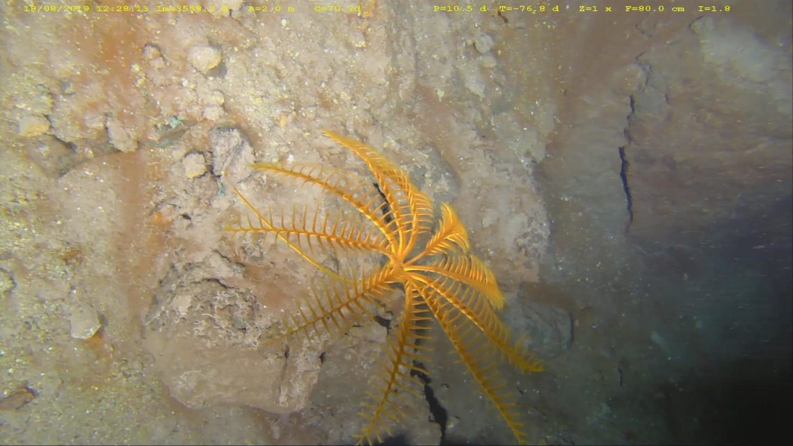 Beau crinoide sur bloc rocheux avec traces de cuivre